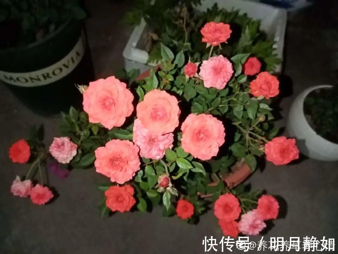 11月,千万别买这种花,养不活惹一肚子气