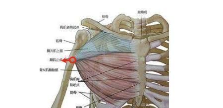 卧推|练胸效果差，你胳膊伸太直了练卧推和俯卧撑时，这些错误不要犯