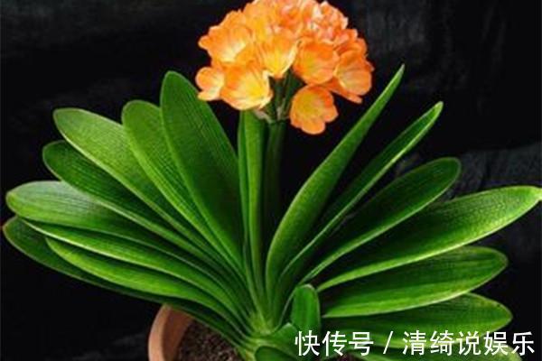 懒人|养君子兰加点料，叶片绿油油长得旺，懒人的福音！