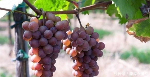 血糖高能吃葡萄吗?吃葡萄是升血糖,还是降血糖?今天给你说清楚