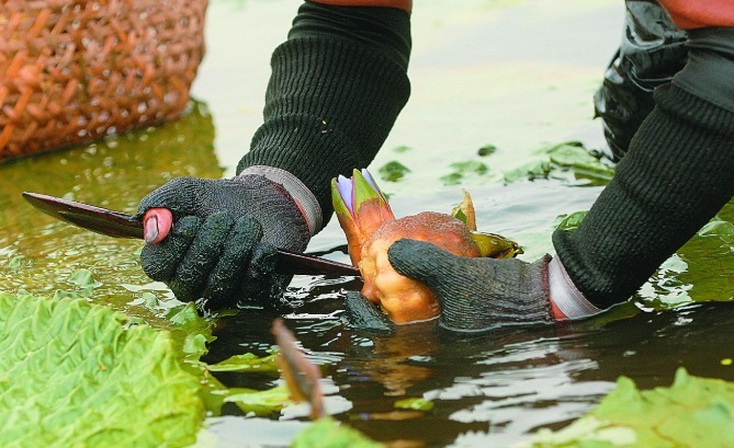 秋季|秋季进补，建议多吃这些特色食品，营养美味又便宜，你吃过几样