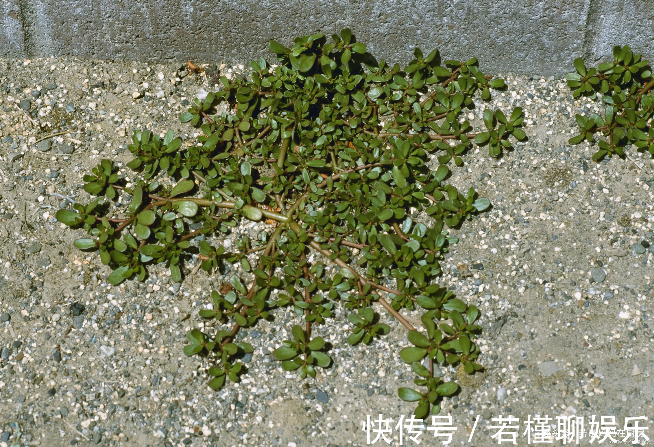 若愚|春季必吃的8种野菜,鲜嫩美味有营养,错过又得等一年