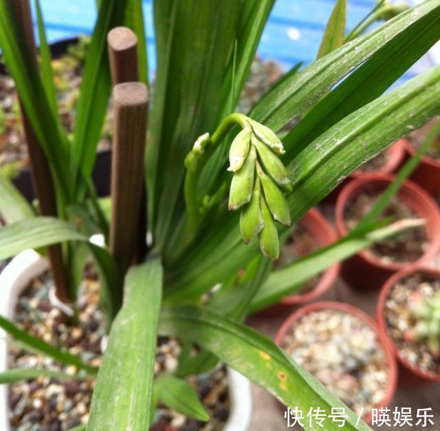 养护|以下几种花比兰花香,还适合“懒人”养殖,花开轻松“爆盆”