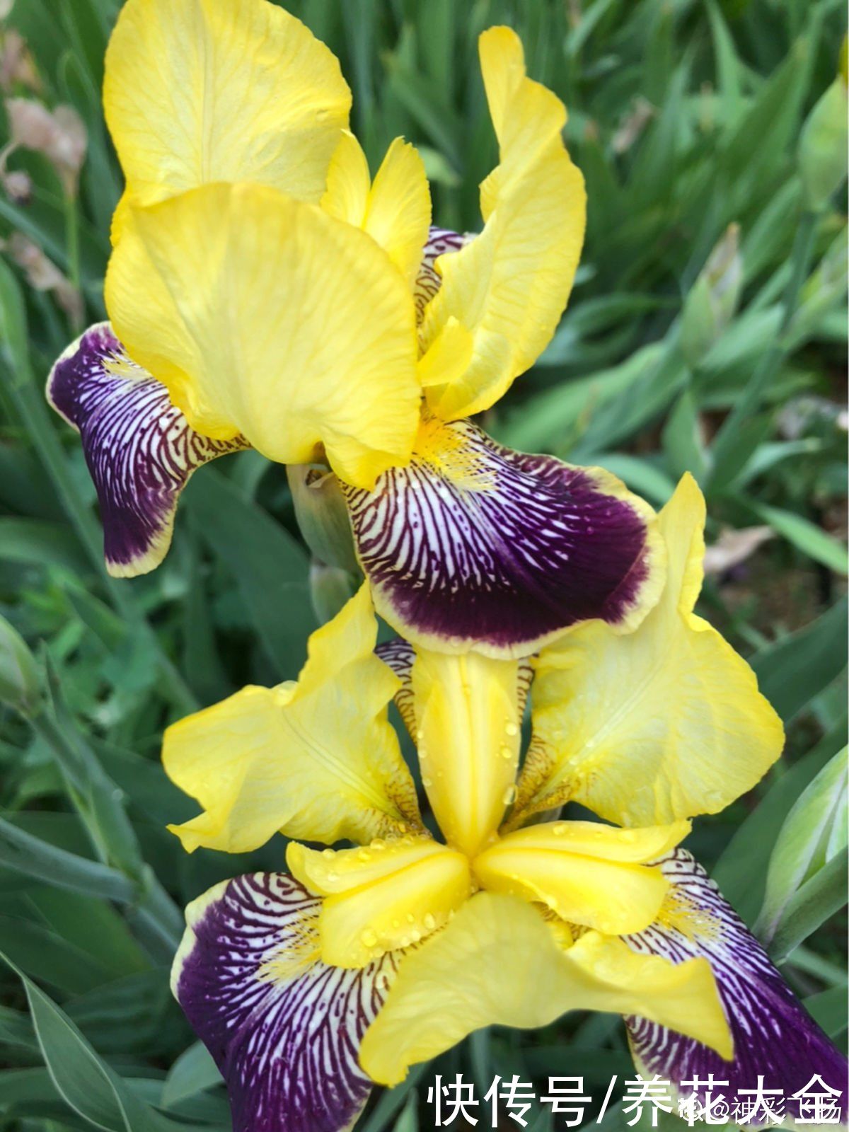 冬天|秋天种下3种花，冬天零下也不怕，明年春天花开满园