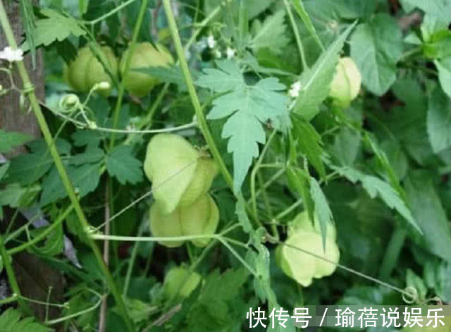 蛇伤|农村常见的野草,果实可以榨油,还是治疗蛇伤的良药,你老家有吗