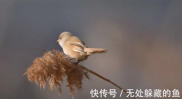 胡须$文须雀每年都来宛平湖越冬!
