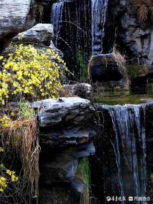 闽侯县|就地过年春在身边｜济南趵突泉春意浓，迎春花开泉水淙淙