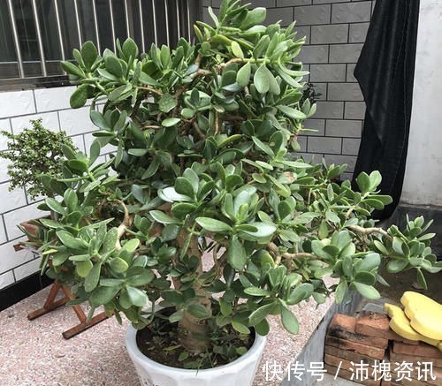 把“厚脸皮”养到“碗口粗”，用了5年时间，可以当传家宝了