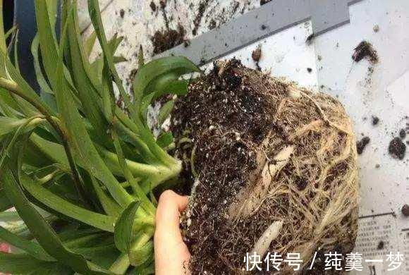 昆虫|逛花市时,这4种“花”尽量不要买,因为在家里根本养不活