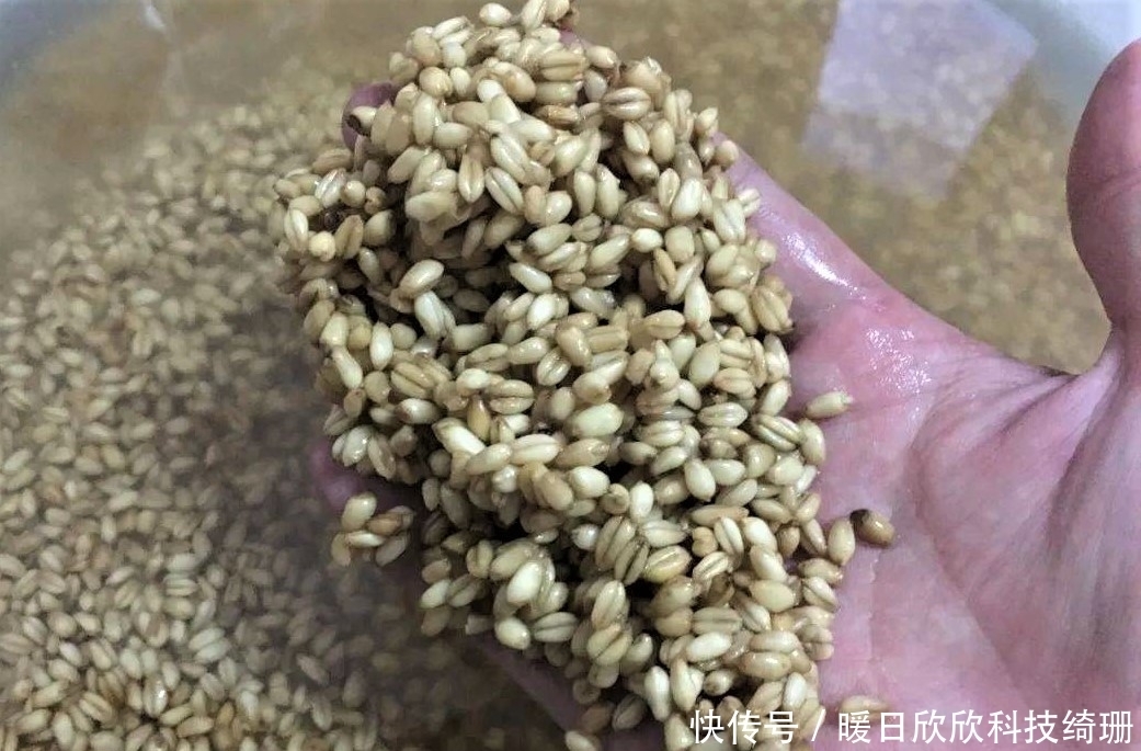 滤食性|用小麦垂钓鲫鲤草鳊,有时爆护有时空军,主要看方法是否得当