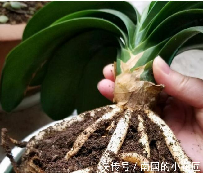 老花匠给君子兰换盆的口诀,句句在理,简单又易懂,看看没有坏处