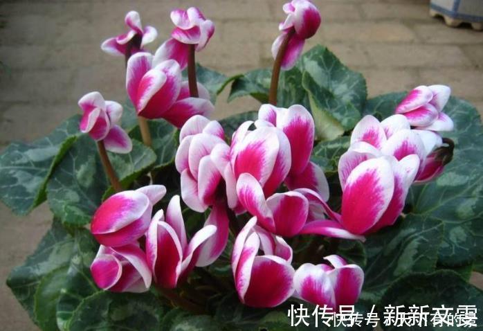 蟹爪兰|12月底买这5种花最合适,不仅能省钱,而且春节刚好开爆盆!