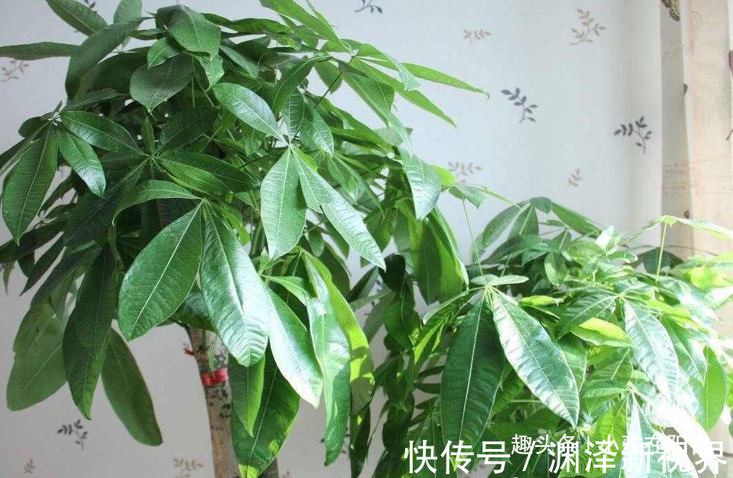 浇水|家庭养“发财树”，别乱施肥、乱浇水，控制好光照，蹭蹭长得旺！