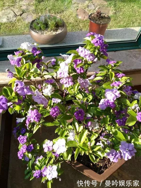 茉莉香|1种花有茉莉香，花儿同时开三色，一开300多天，新手养得好