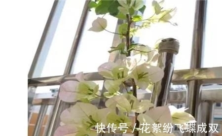 花土|夏天就是种花日,这花养半个月就爆满阳台,路过都要羡慕死!
