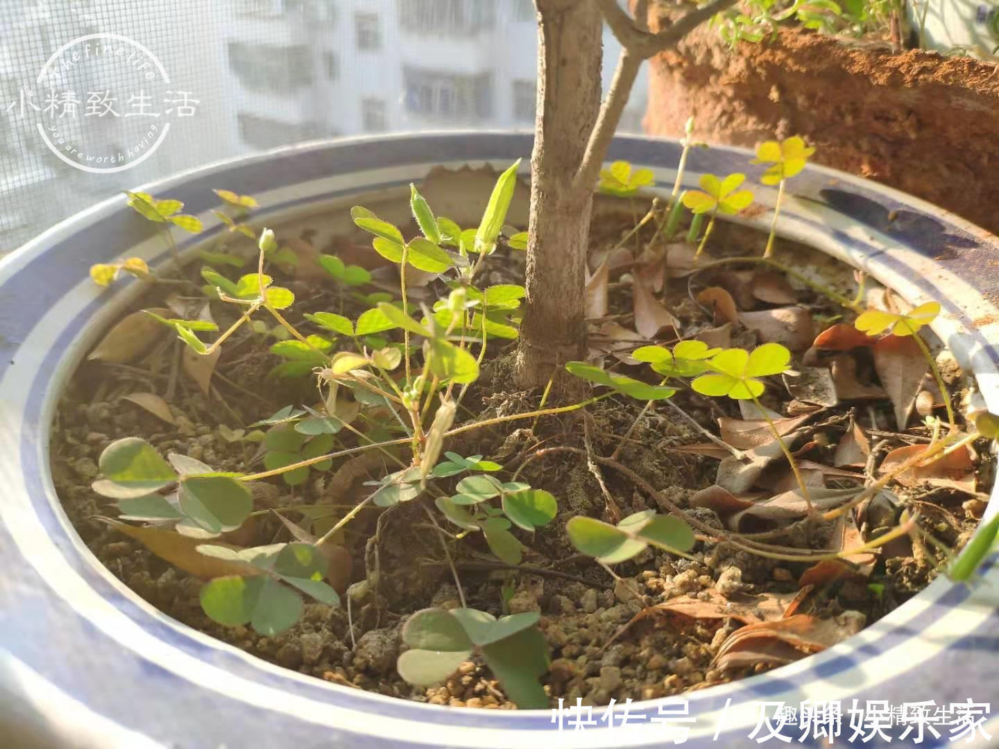 养米兰，2件事很重要，做错了落叶归西，做对了花繁叶茂