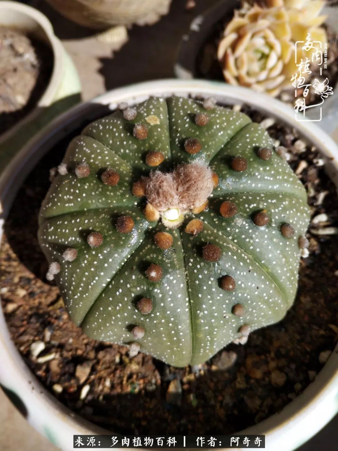 静心养多肉，只是为了在成人的世界里随波不逐流！