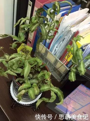 这些花千万别乱晒太阳,晒一盆死一盆