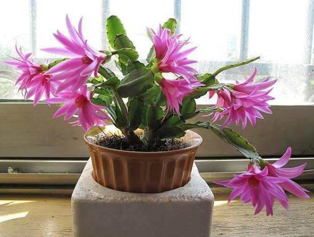 年宵花|阳台盆栽年宵花蟹爪兰,细节遵循4个要求,茎叶旺盛、开花多