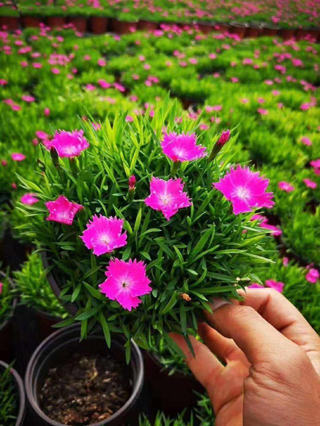 除了“有钱花”,养此3种花,开花源源不断,你值得拥有