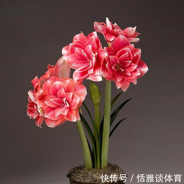 盆栽|朱顶红花枝亭亭玉立,掌握盆栽催花技巧,促进一年多次开花