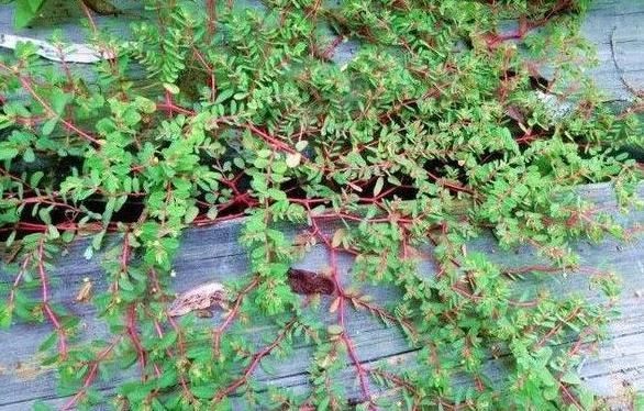 螞蟻|螞蟻草很不起眼,藥用價值卻很高,驅(qū)蟲利尿,還可以消腫散淤!