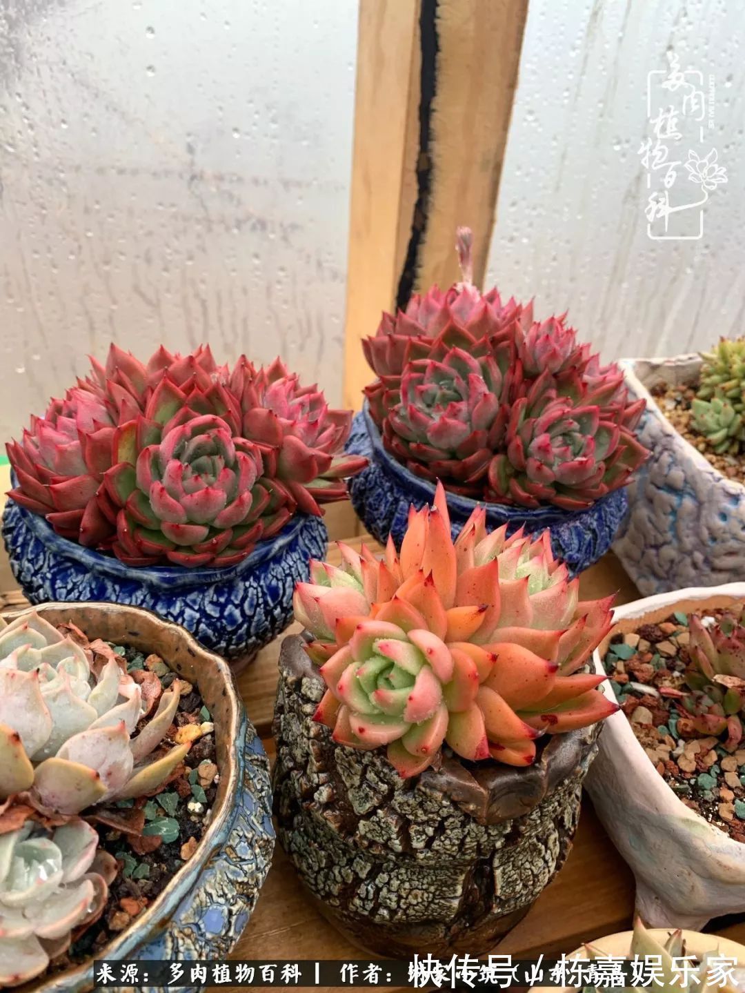 大棚|多肉住进暖棚,坦然越冬,放肆浇水,这个冬天有点甜!