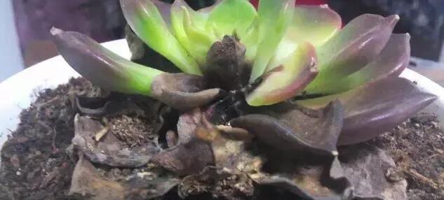  正午|多肉度夏8大死亡原因，不知道，你的多肉就危险了！