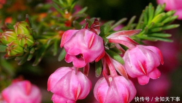 欧石楠花似铃兰 花小而多 粉色花朵一串串摇曳 很是可爱 快资讯