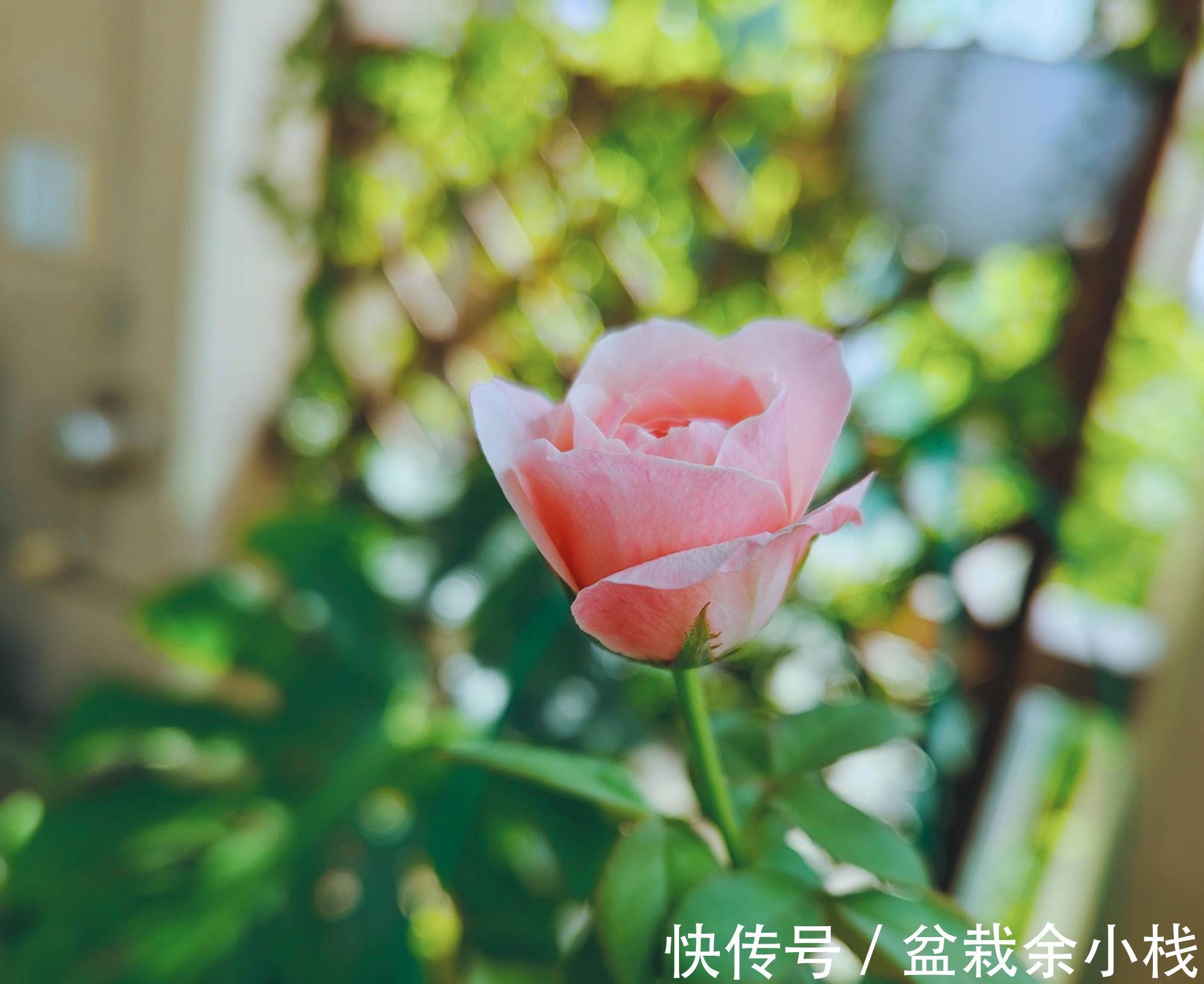 阳台上|阳台养月季,做4步,花朵又大又艳,表现好更完美