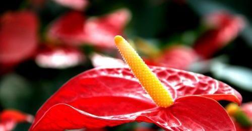 子株|红掌这么养，每年开花，爆盆，1盆变10盆