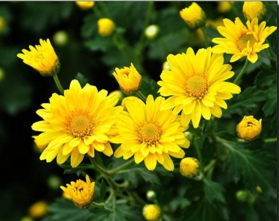 喜欢菊花,不如养盆“菊中精品”天人菊,花开成簇密集如球