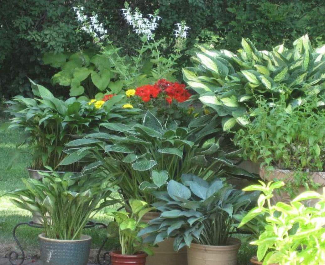 5种“耐阴花”，养在北阳台上不见光，开花也很爆