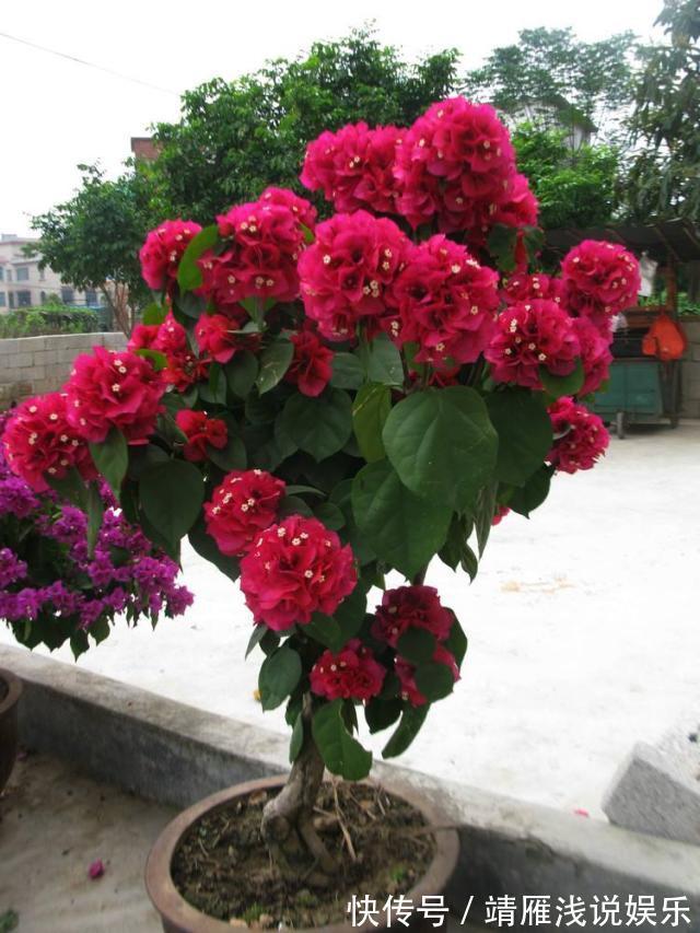 月季花|客厅养上3种花,做好这几点,不久变成“大花房”,芳香更宜人