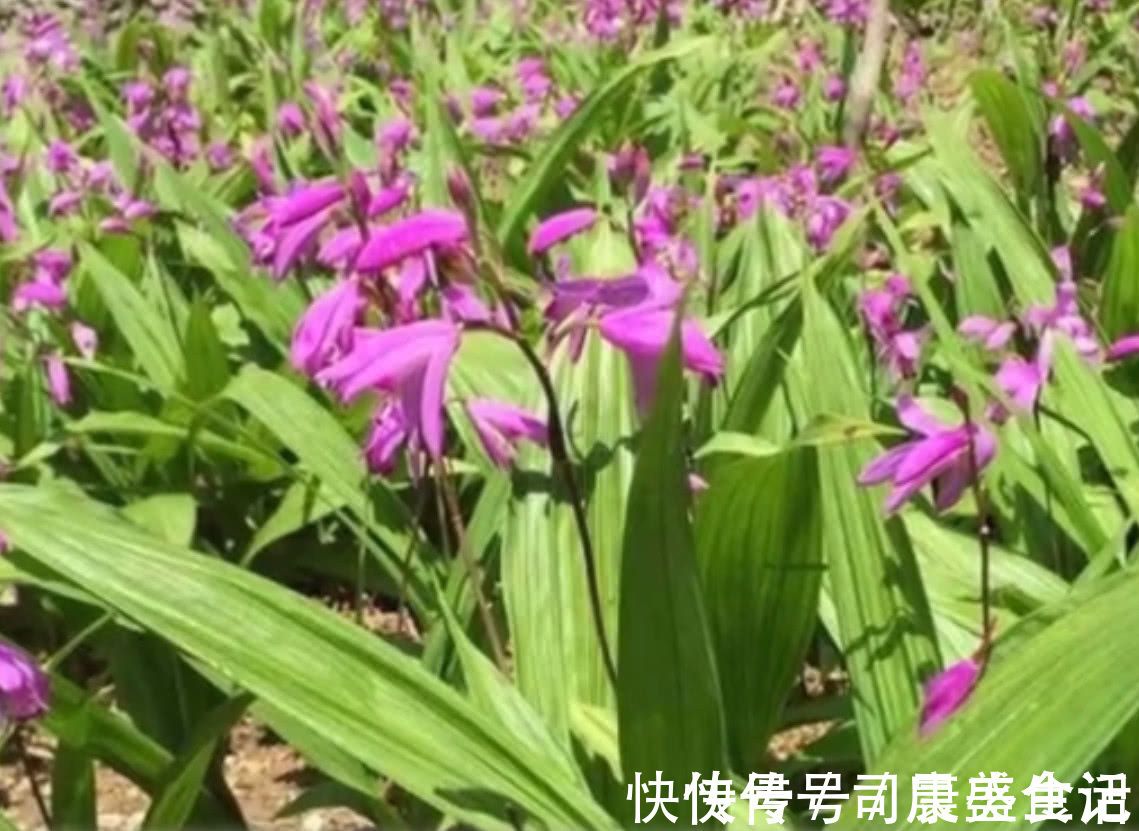 药用价值|乡下一种野生植物，其根部的药用价值很高，现在药用价值高