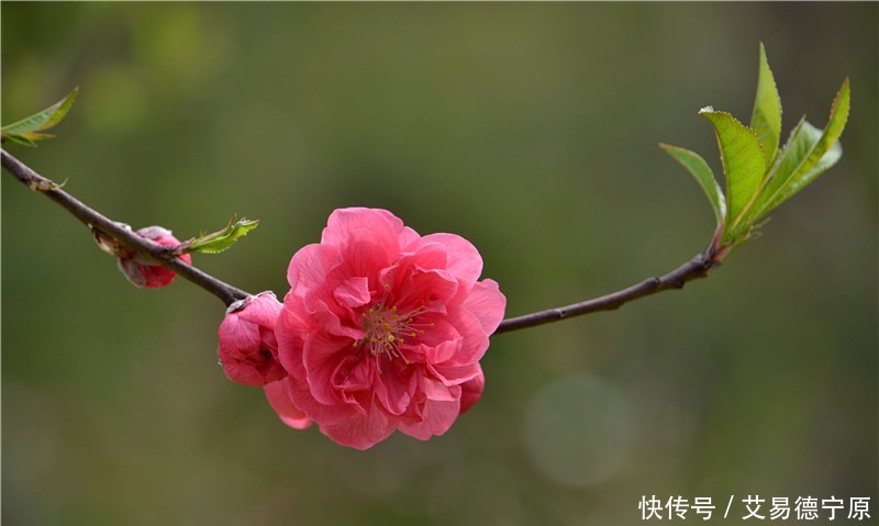 白居易看到山中盛开的桃花，写了一首小诗，短短四句，却意境深邃