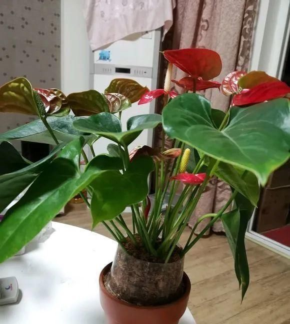 一棵长寿的花,124个花箭,开花,锅盖打开的方法