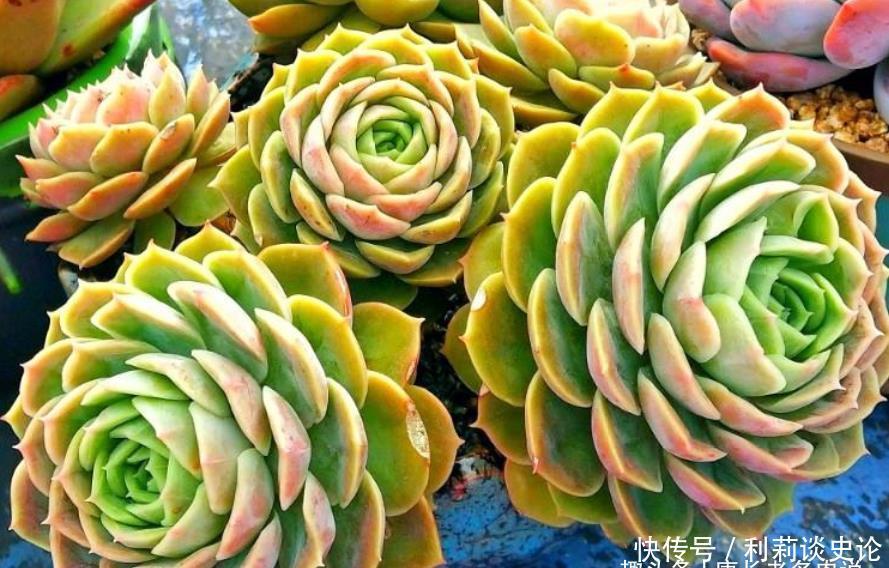 多肉昂斯诺开花基本上是没有花粉的，你知道其中的原因是什么吗？