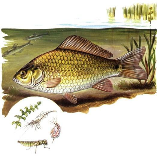 外来|钓获罕见鲫鱼被劝放生:劝放生的大爷,您知道它是什么鱼吗?