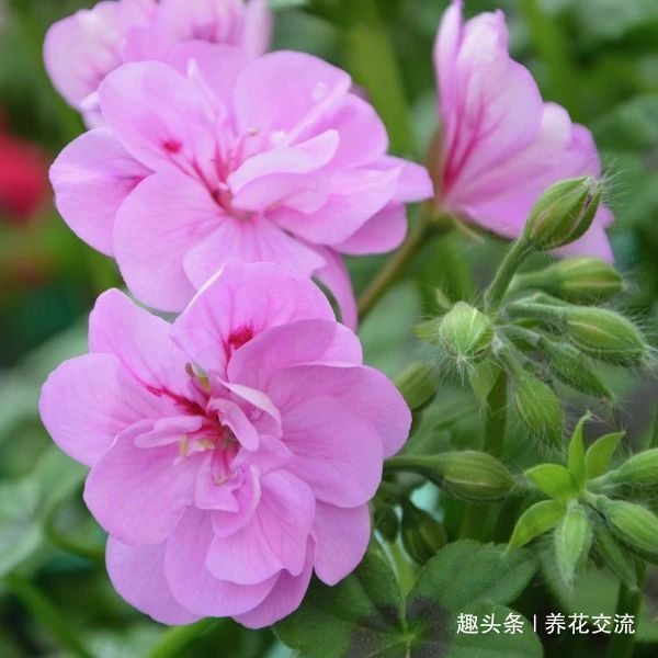 枝条|夏天容易养烂根的天竺葵,在秋天特好养,剪几段枝条插土里就生根