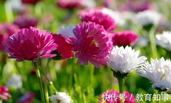 中国十大名花,代表着中国的精神文化内蕴,你都了解吗