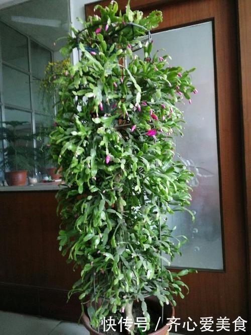 30年的仙人掌长成“仙人树”,霸气侧漏,多少钱也不卖