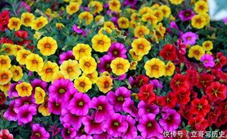 4种花超香的,家里养一盆,寓意也超好的,一年到头顺顺利利