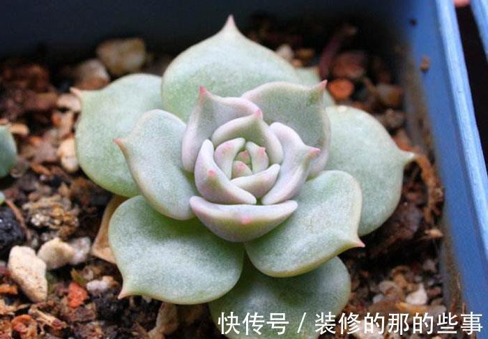 露娜莲|这8款多肉植物好看又好养,被誉为新手小白的福利!