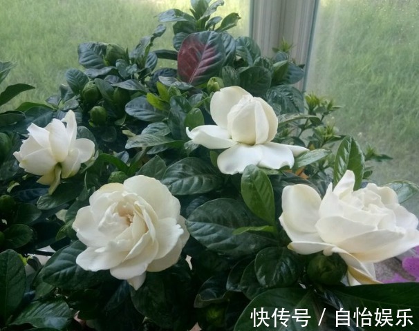 新手养花,不如养盆花中精品“太白积雪”,似皑皑白雪,无暇清奇