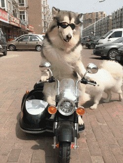 |搞笑GIF趣图:说真的,我活得竟不如这些鸭子自在