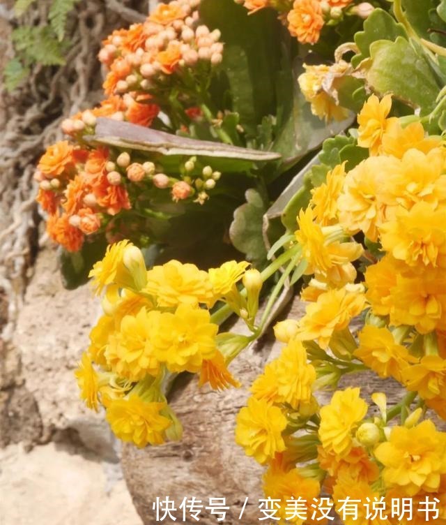 中年|“共同战疫,线上游园”第十期——“宅”在展览温室二中的花儿们!