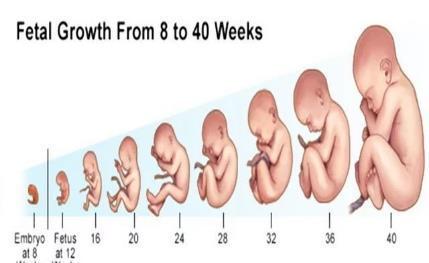 声音|孕妈如何胎教,从胎儿“耳朵和听力”的发育过程说起