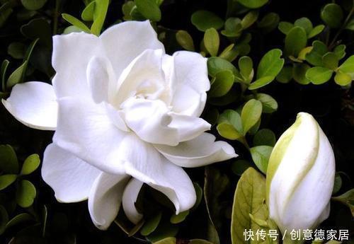 5种漂亮花,家里养一盆,清香四溢,是阳台盆栽佳品!