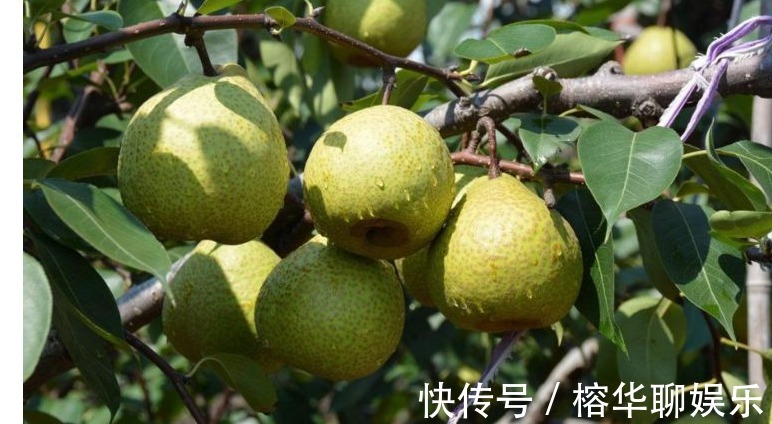 潤肺|長壽老人最愛吃的水果，每天吃一個，防癌，潤肺止咳,誰吃誰受益